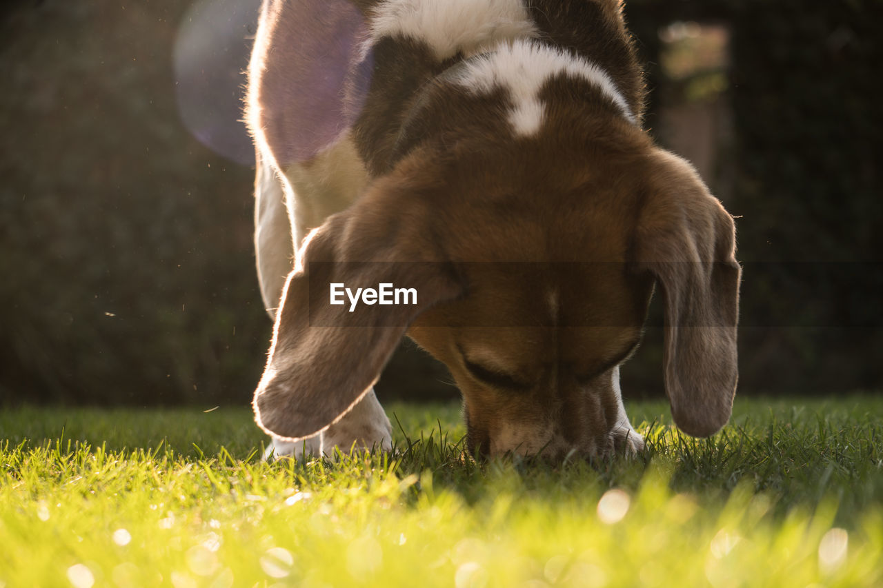 VIEW OF A DOG LOOKING AWAY