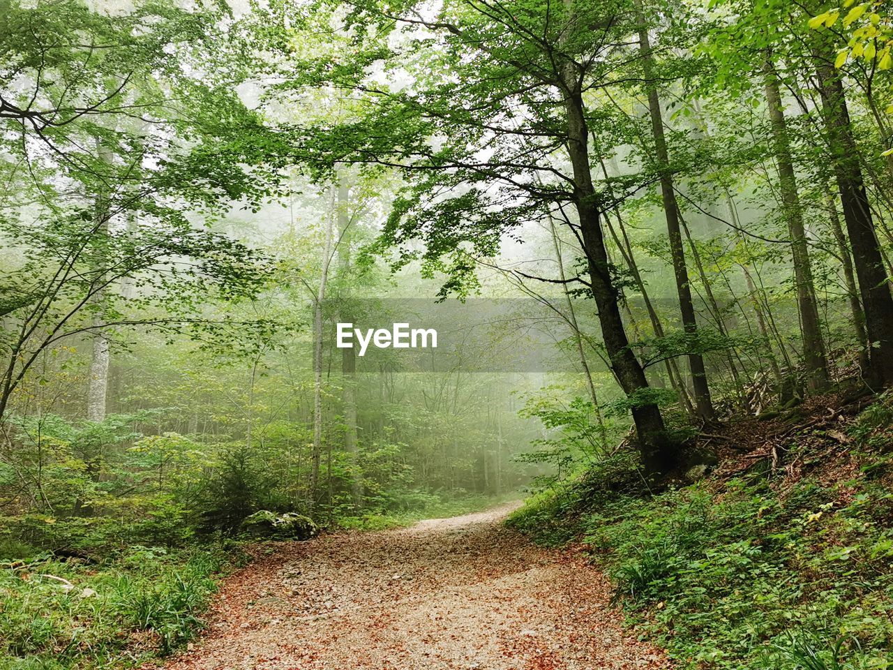 SCENIC VIEW OF TREES IN FOREST