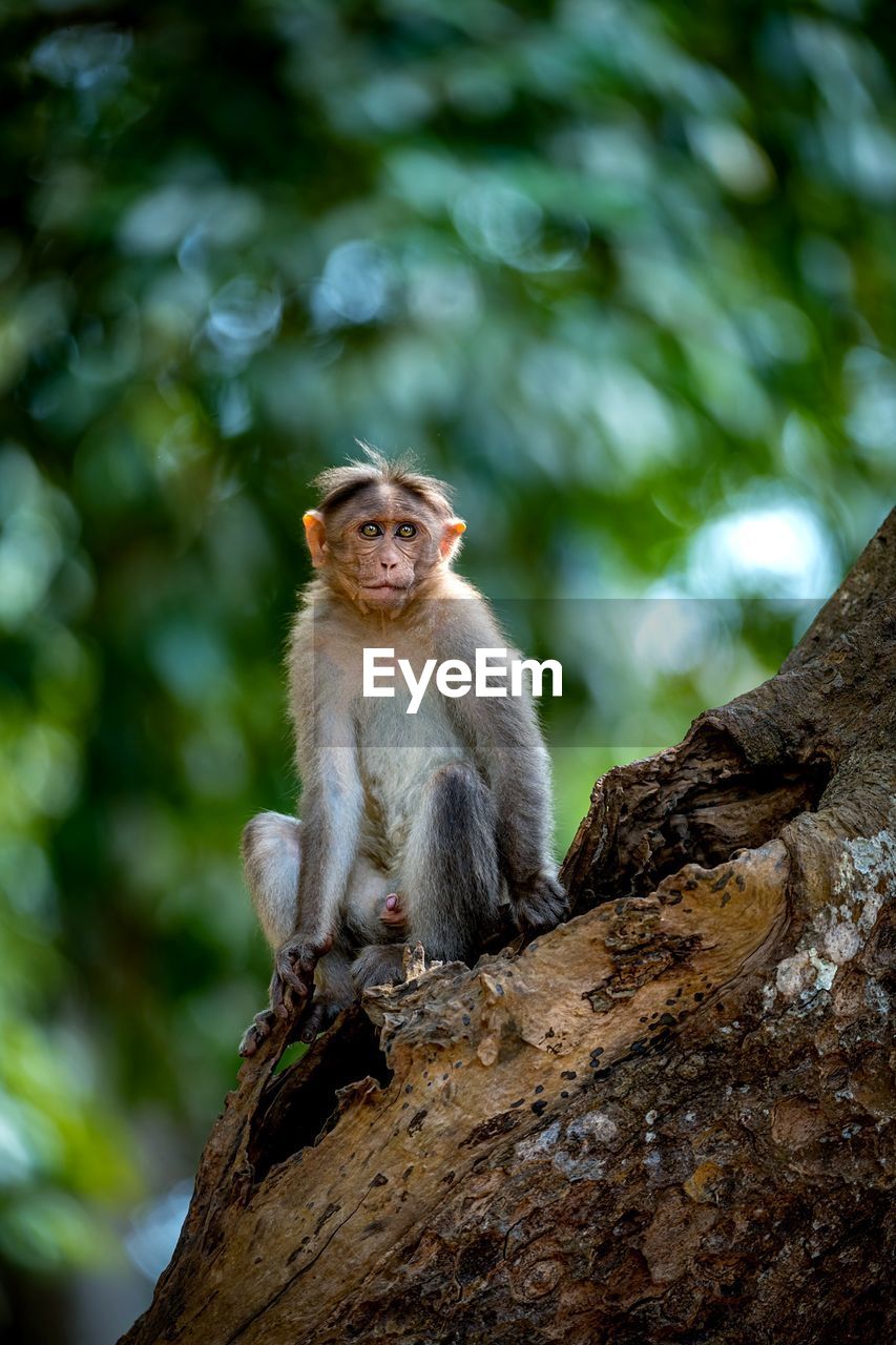 View of monkey sitting on a tree 