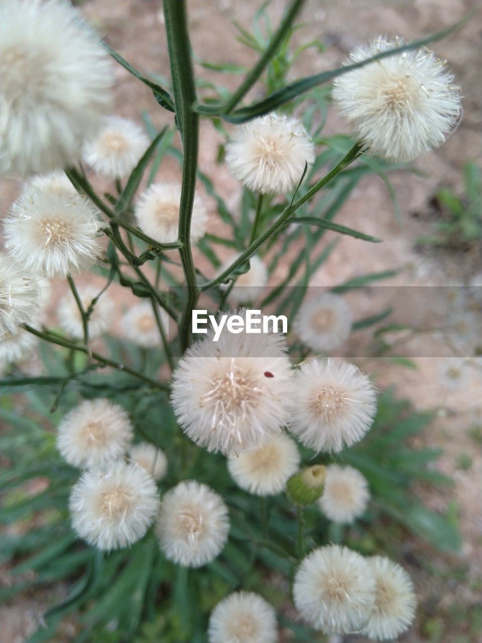 plant, flower, flowering plant, freshness, beauty in nature, fragility, nature, growth, close-up, no people, inflorescence, flower head, white, focus on foreground, day, dandelion, outdoors, wildflower, springtime, botany, blossom, land, high angle view