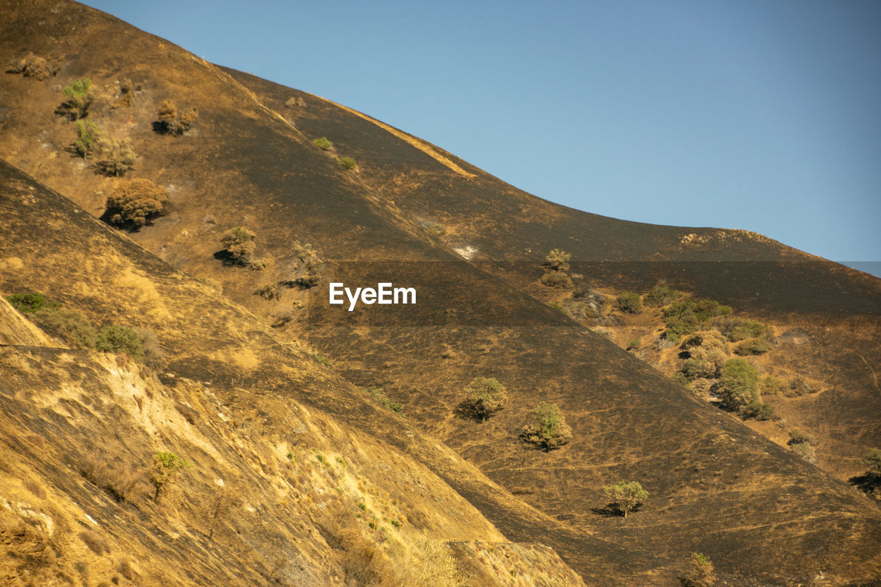 Forest fire damaged mountain