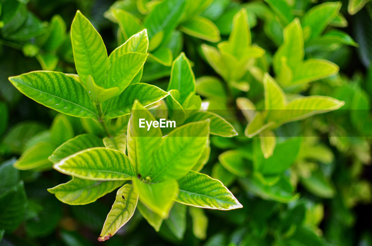 Close-up of plant leaves