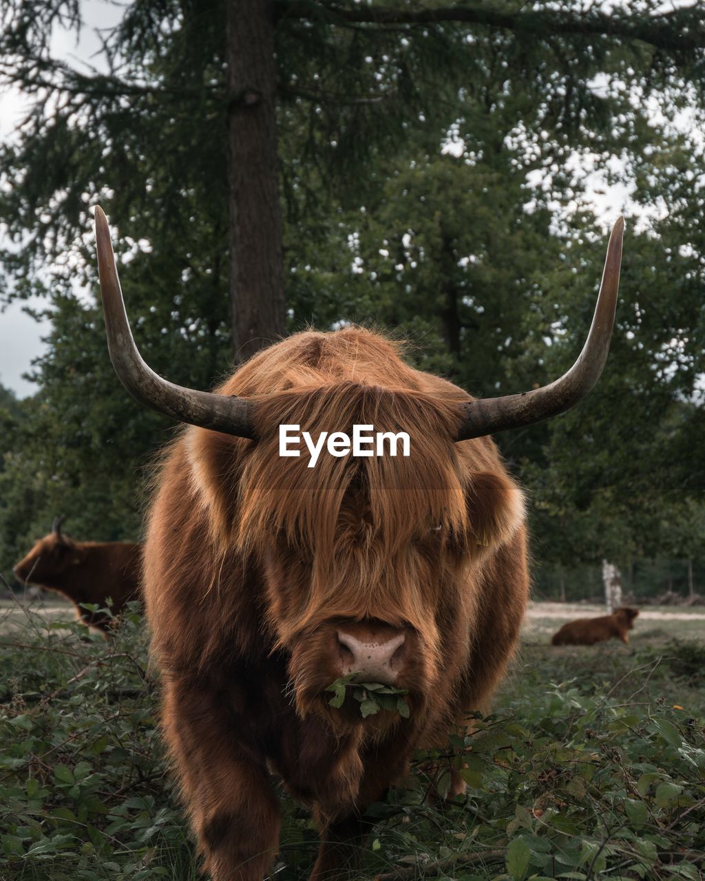 Portrait of highland cattle standing on grassy field