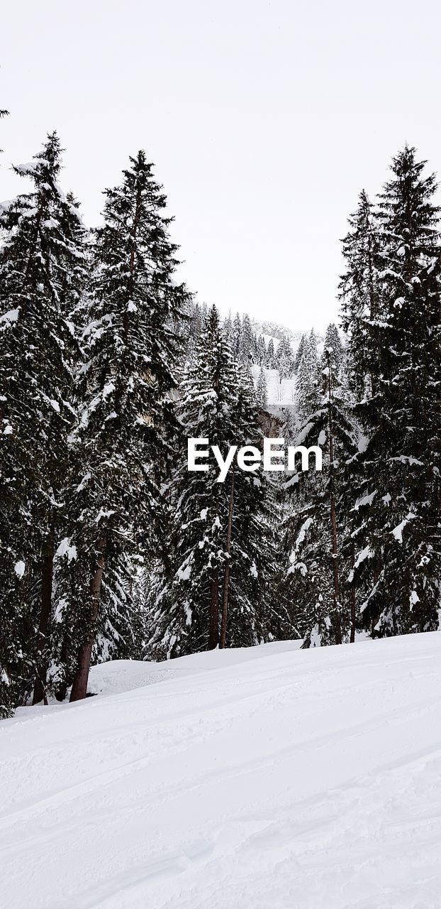 SNOW COVERED PINE TREES AGAINST SKY