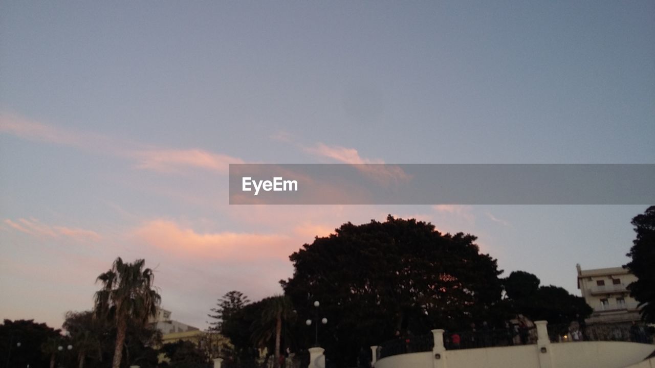 TREES AGAINST SKY IN CITY