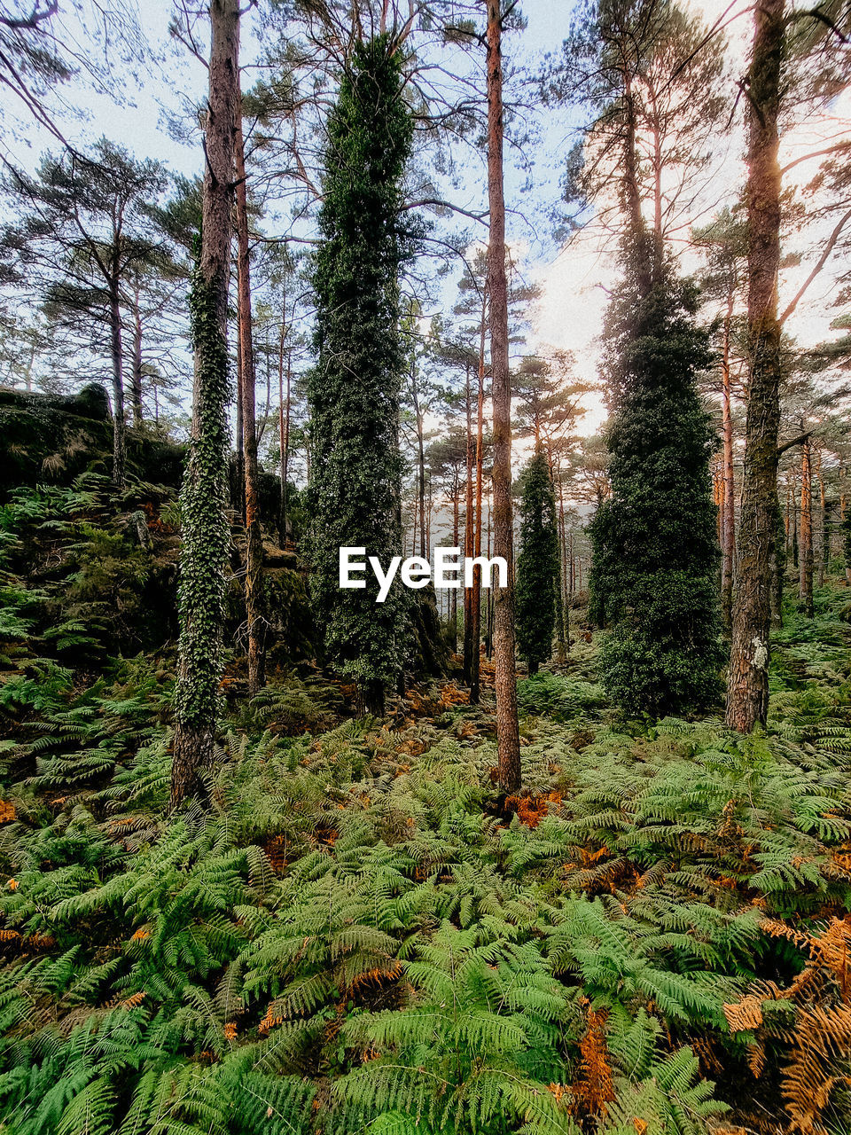 Trees in forest
