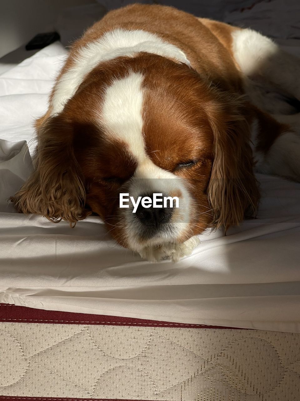 PORTRAIT OF A DOG