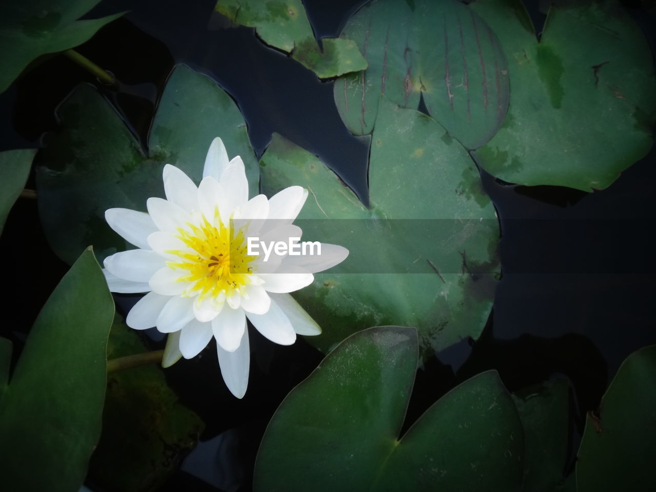 CLOSE-UP OF WHITE FLOWER IN POND