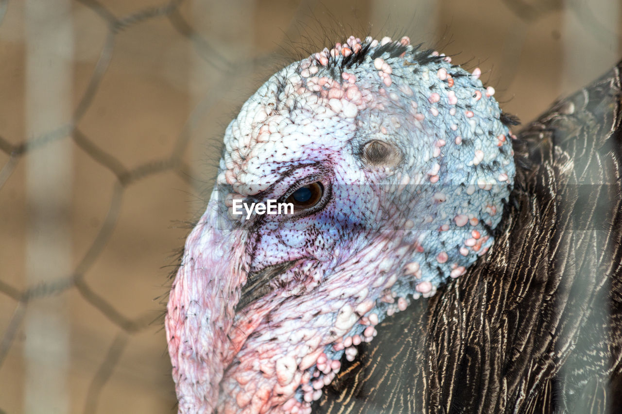 Close-up of a bird