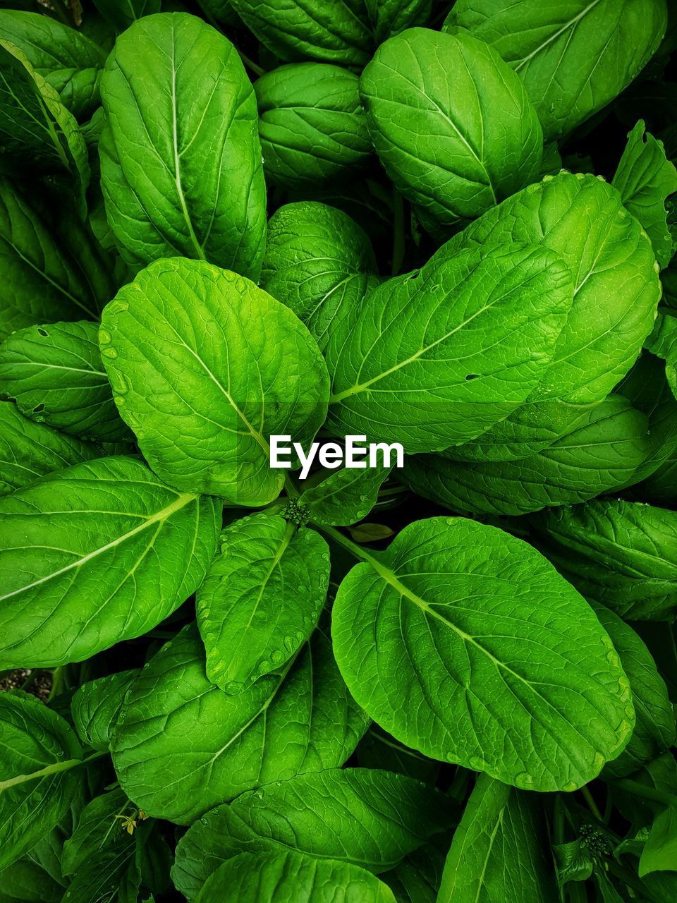 Full frame shot of green leaves