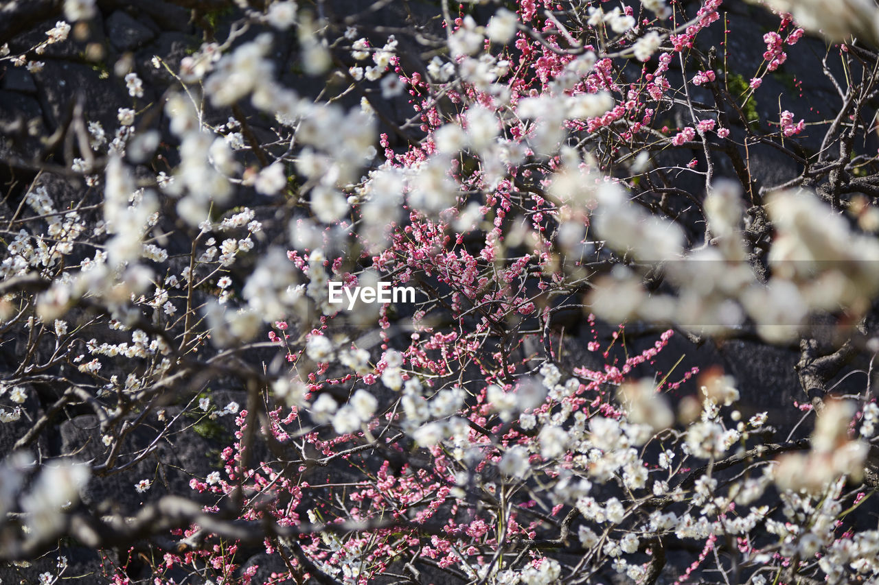 CLOSE-UP OF FLOWERS ON TREE BRANCH