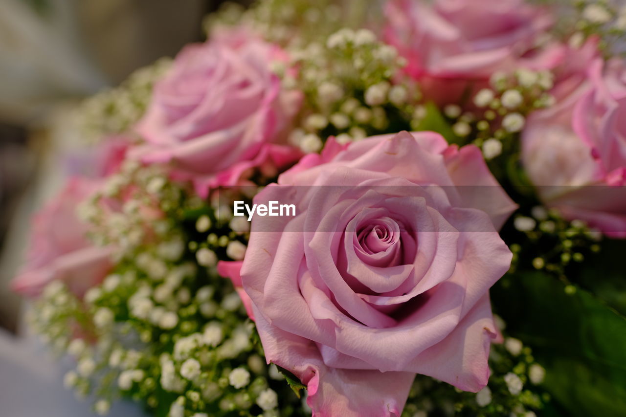 CLOSE-UP OF PINK ROSES