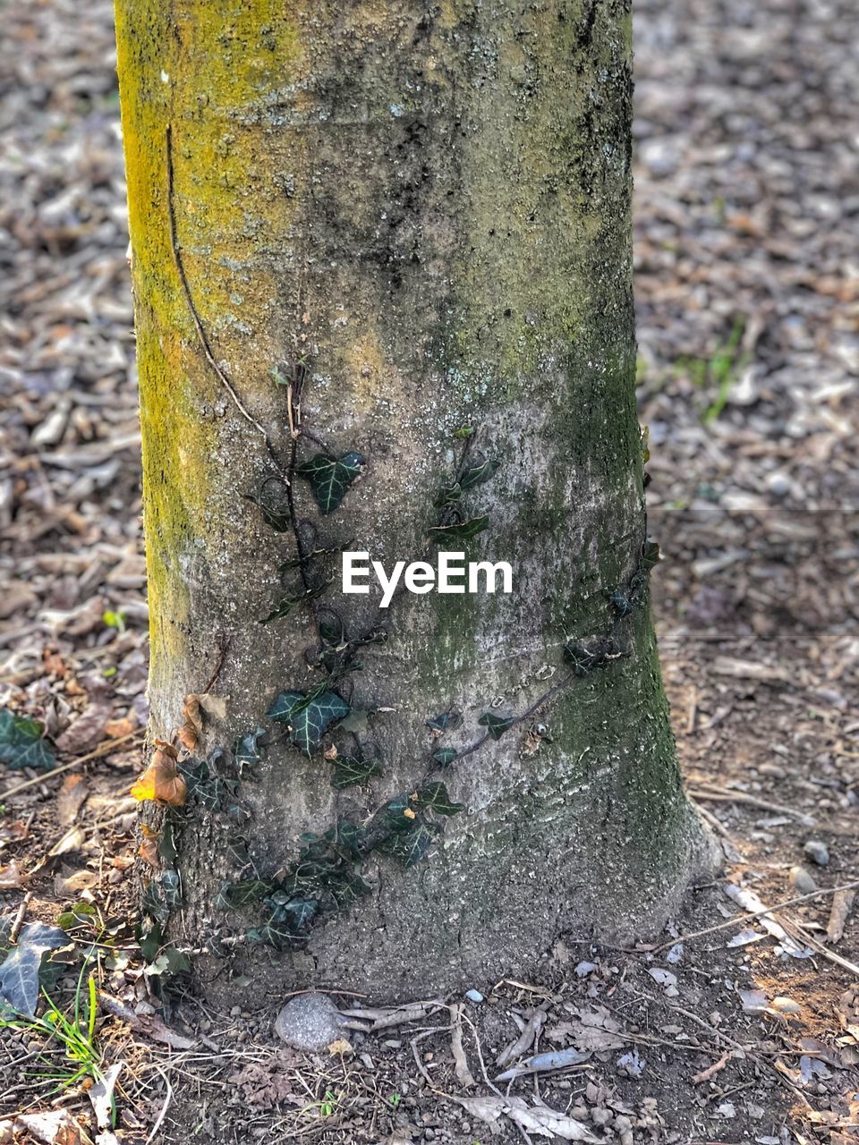 HIGH ANGLE VIEW OF TREE TRUNK IN FOREST