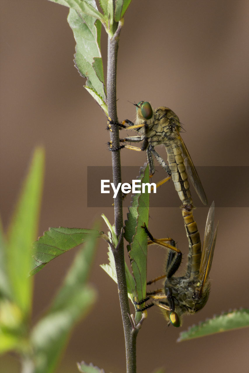 INSECT ON PLANT