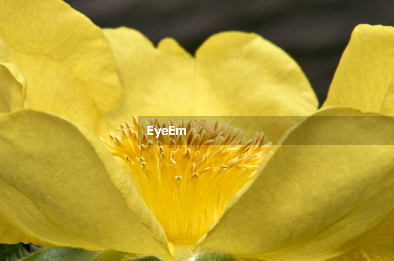 CLOSE-UP OF YELLOW FLOWER POLLEN ON PLANT