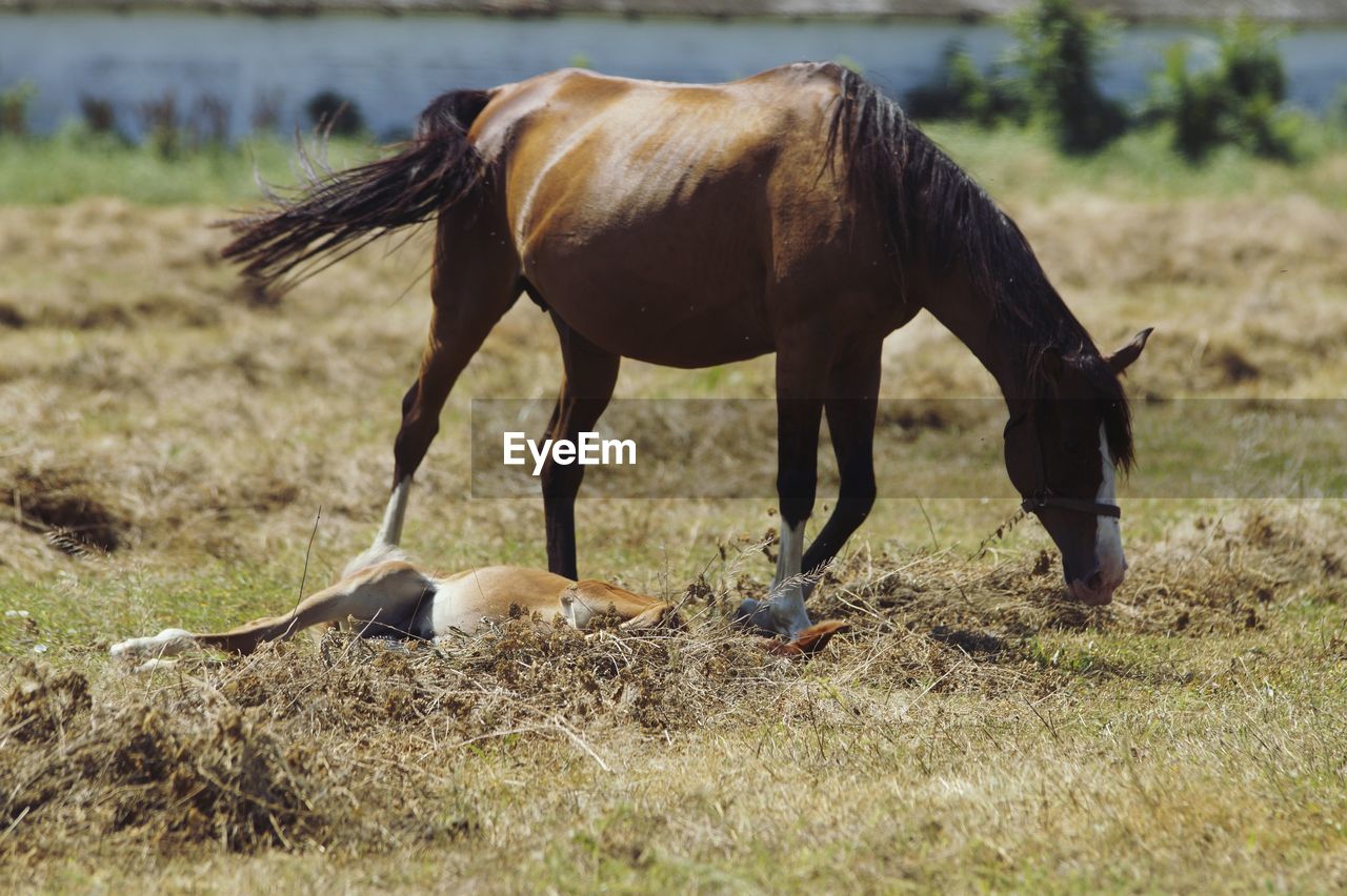 Horses grazing in a field