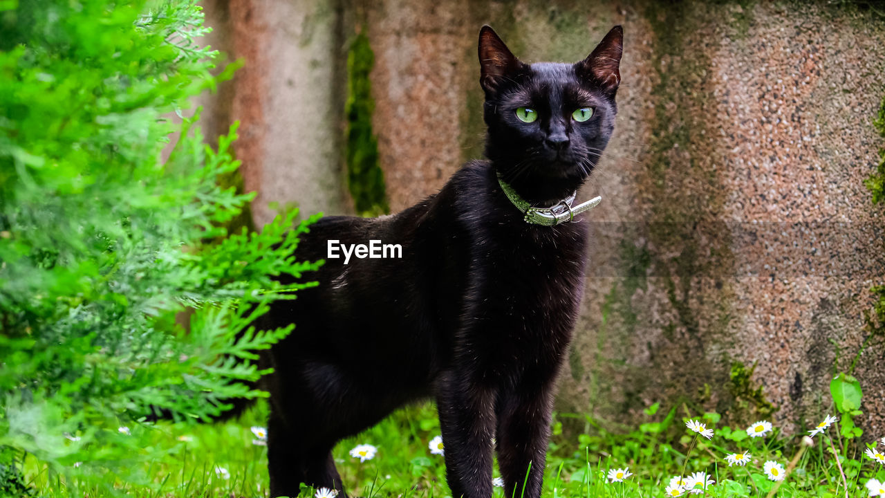 PORTRAIT OF BLACK CAT STANDING IN PLANTS