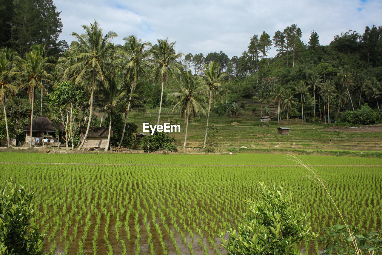 SCENIC VIEW OF AGRICULTURAL FIELD