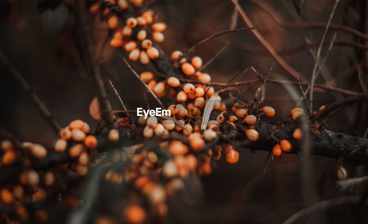 Close-up of berries growing on tree