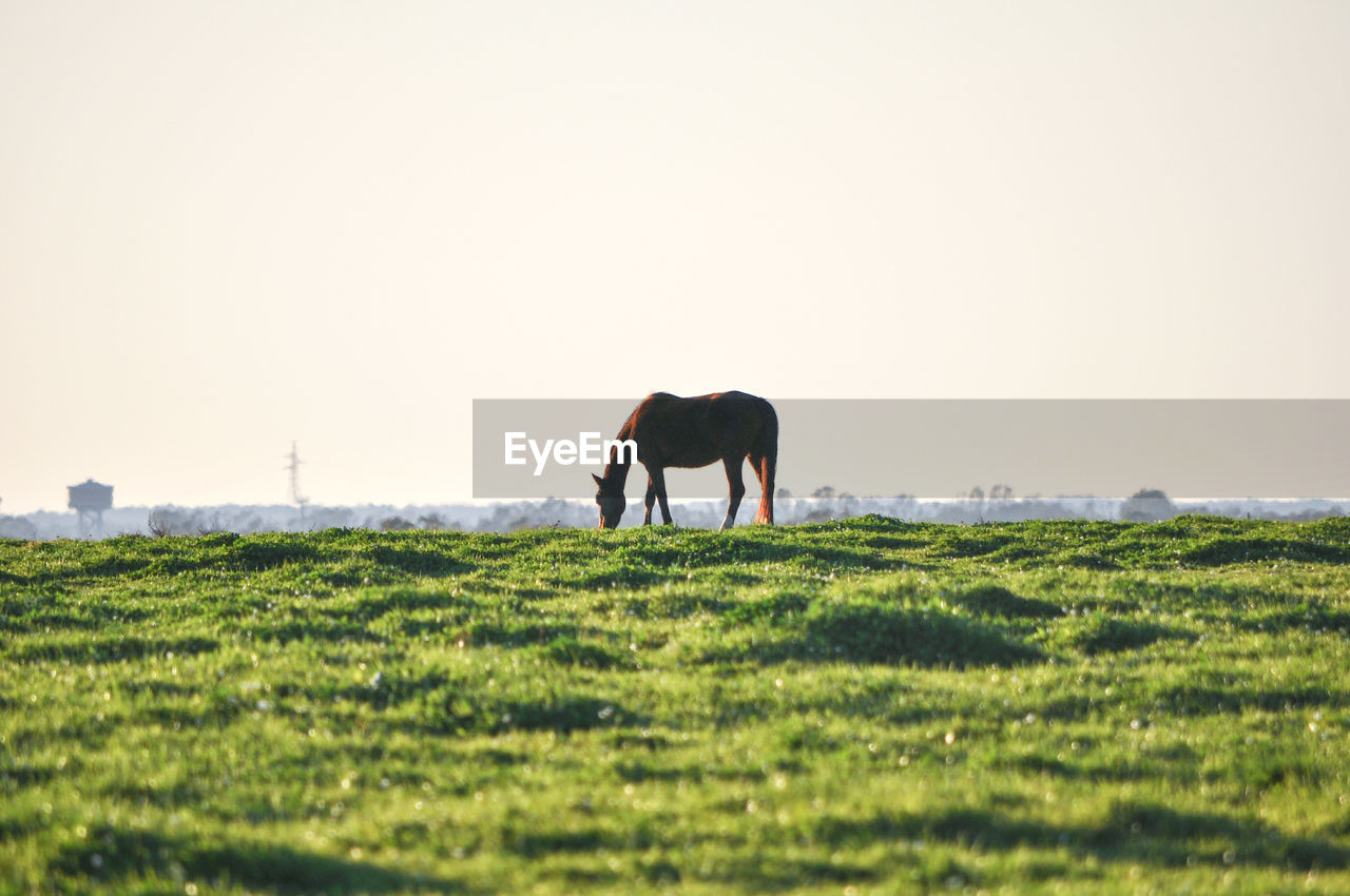 Horses grazing field against clear sky