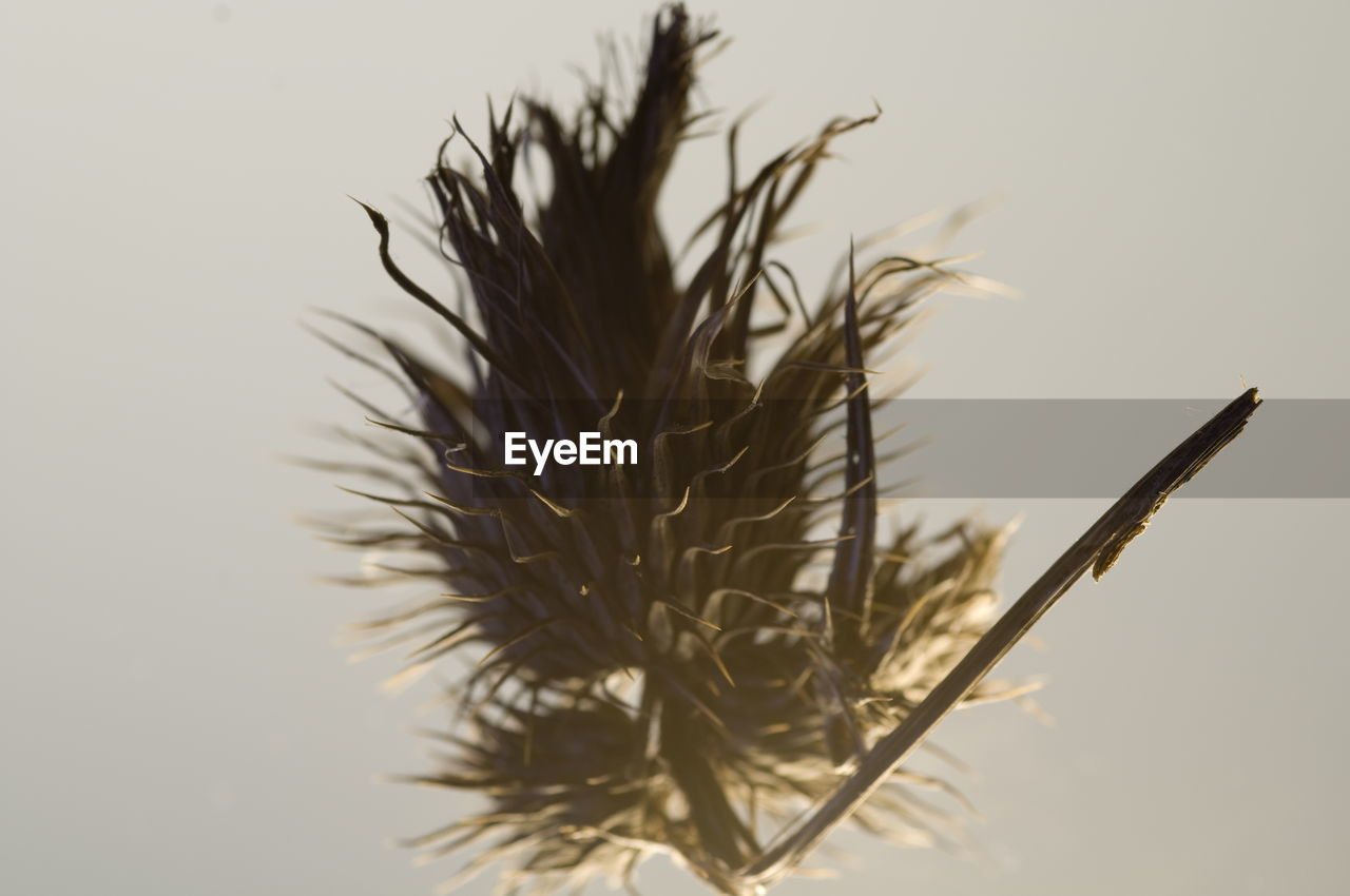 CLOSE-UP OF WILTED PLANT AGAINST WHITE BACKGROUND