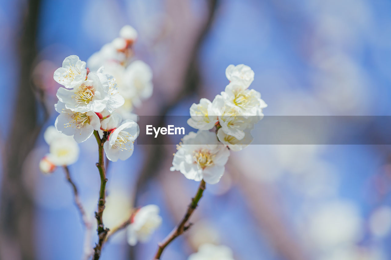 plant, flower, flowering plant, beauty in nature, freshness, fragility, springtime, blossom, tree, growth, nature, close-up, branch, macro photography, focus on foreground, spring, white, flower head, selective focus, day, no people, outdoors, inflorescence, twig, cherry blossom, petal, blue, produce, food and drink, fruit tree, sunlight, botany, food, sky, fruit, tranquility