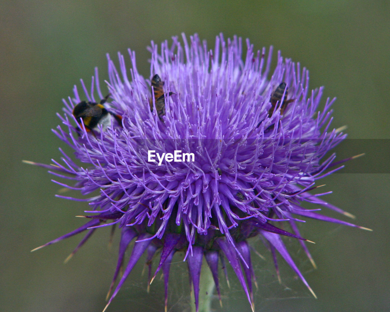 Close-up of thistle