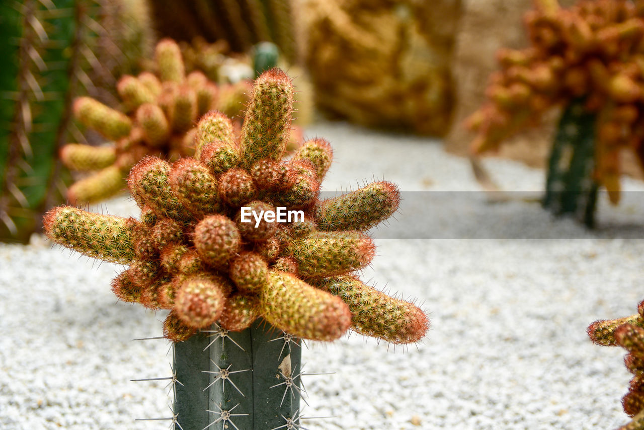 Close-up side view of cactus, thorns, desert tree background