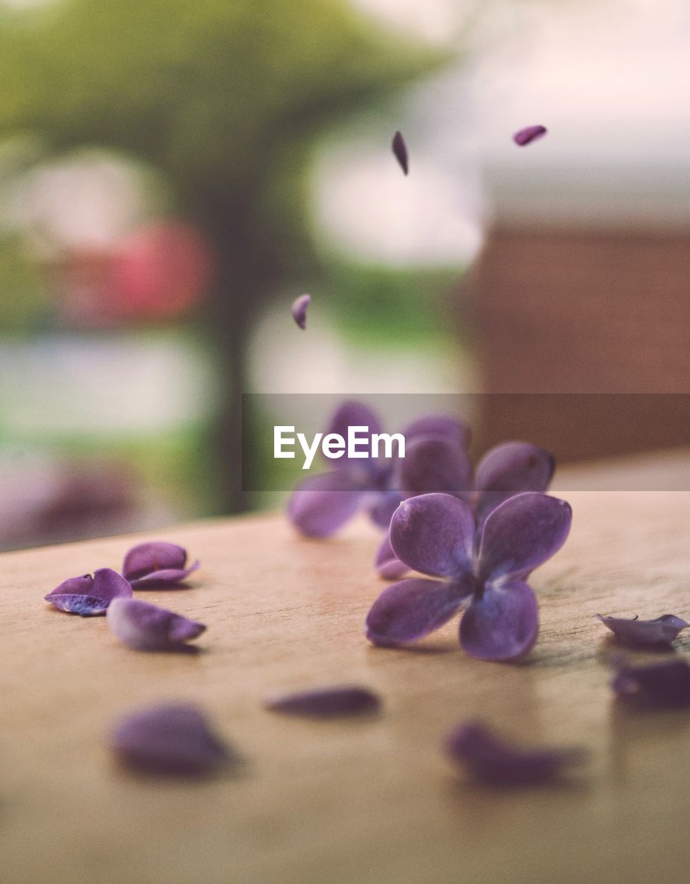 Close-up of purple flowers on table