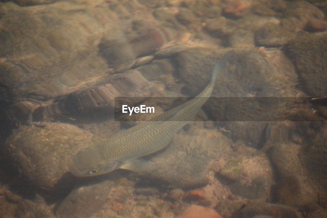 CLOSE-UP OF FISH SWIMMING IN SEA
