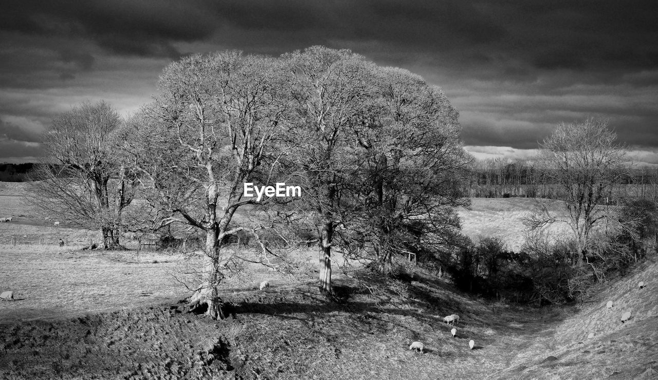 VIEW OF BARE TREES AGAINST CLOUDY SKY