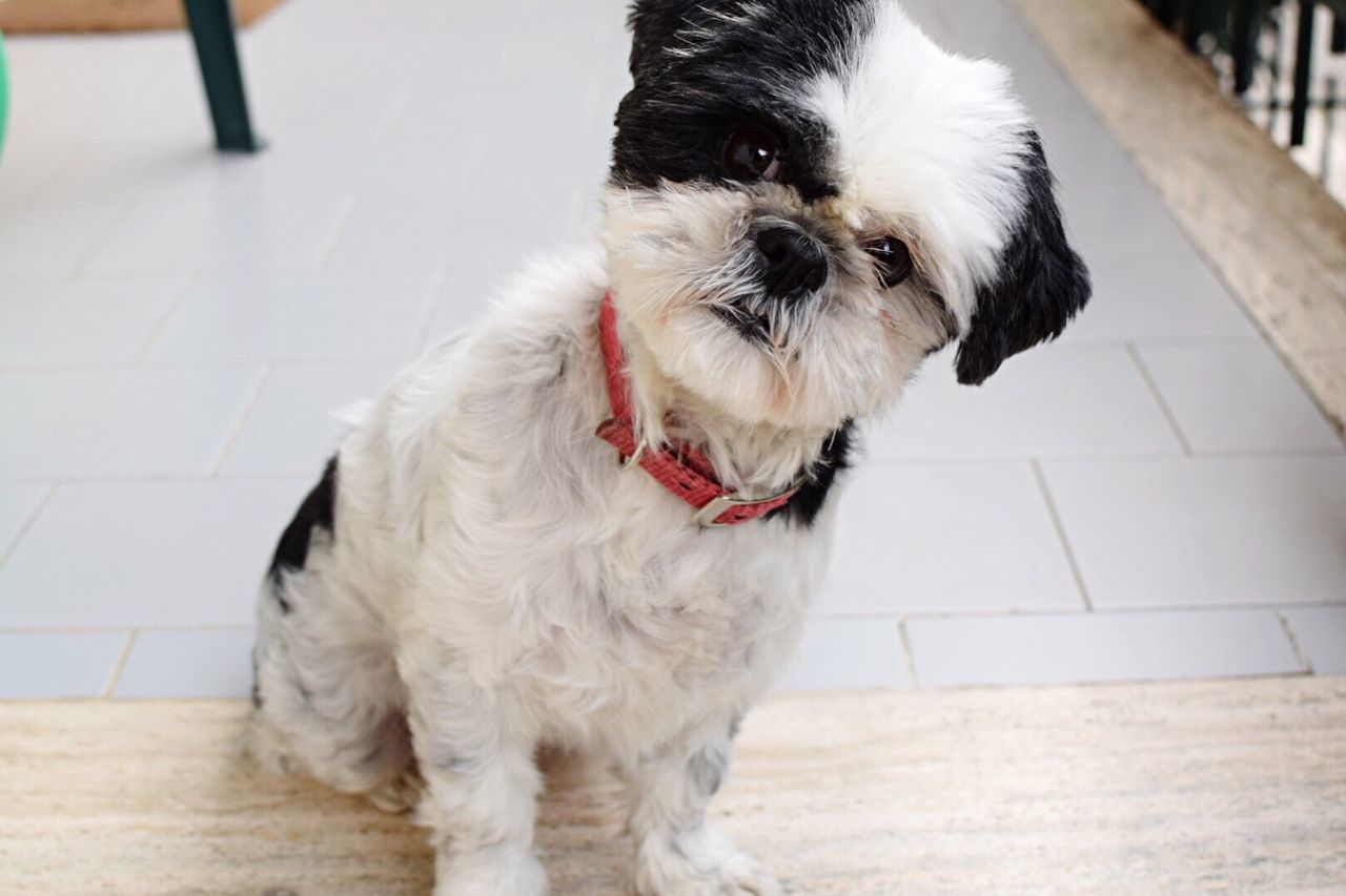 CLOSE-UP OF DOG IN STABLE