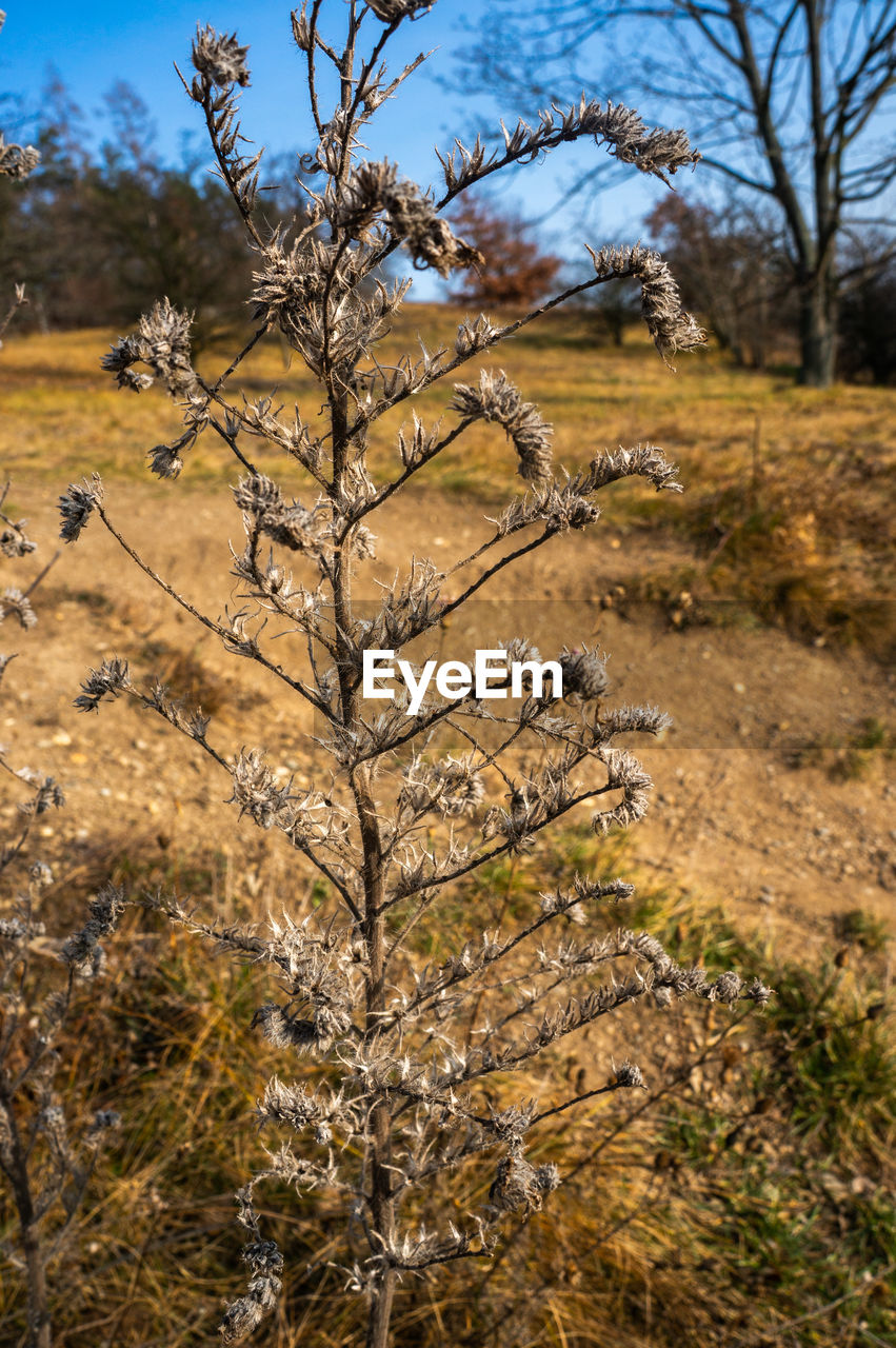 Dried dark brown plant stem standing in fall season field with vibrant blue skies