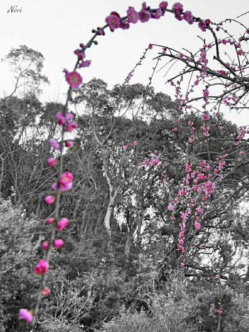 PINK FLOWERS ON TREE