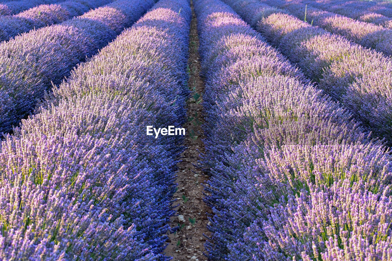 VIEW OF LAVENDER GROWING ON FIELD