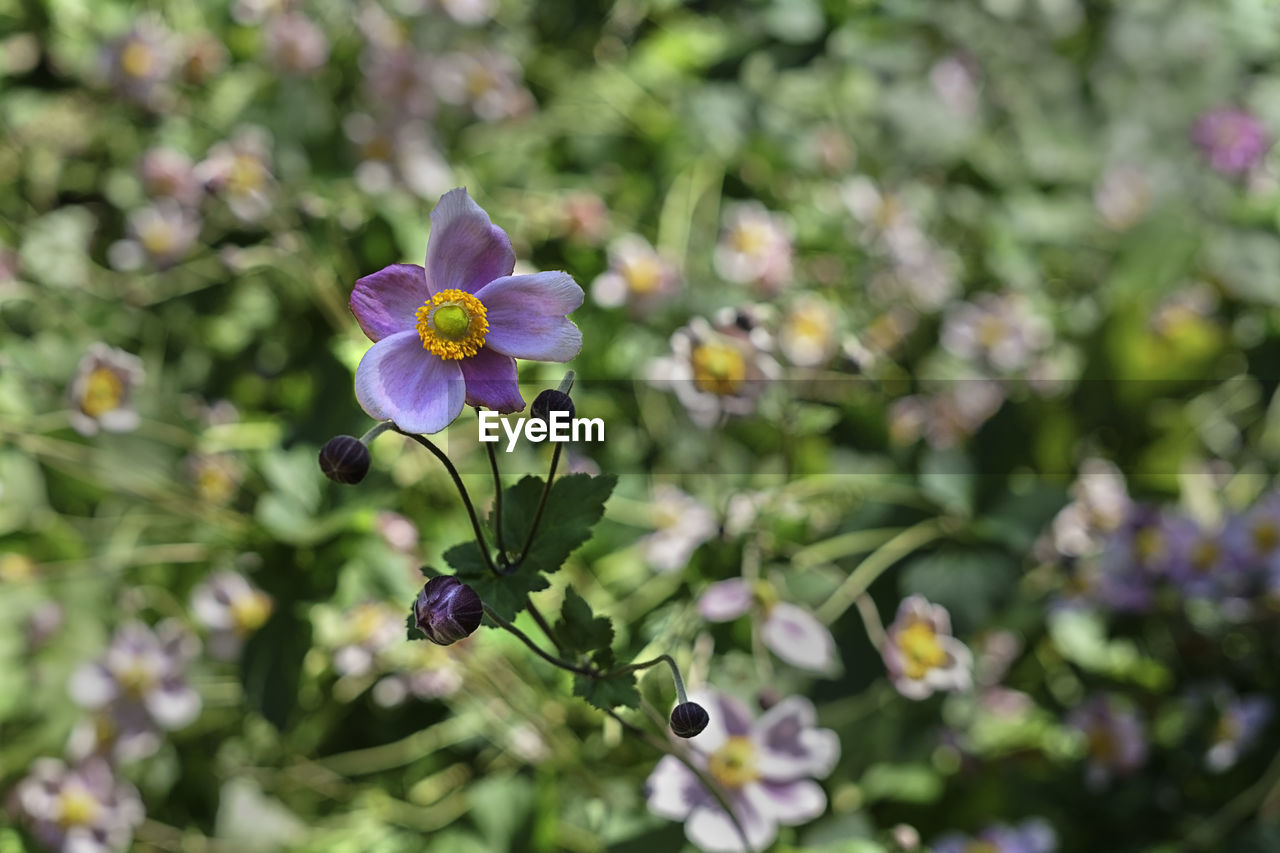 Close-up of flowers blooming outdoors