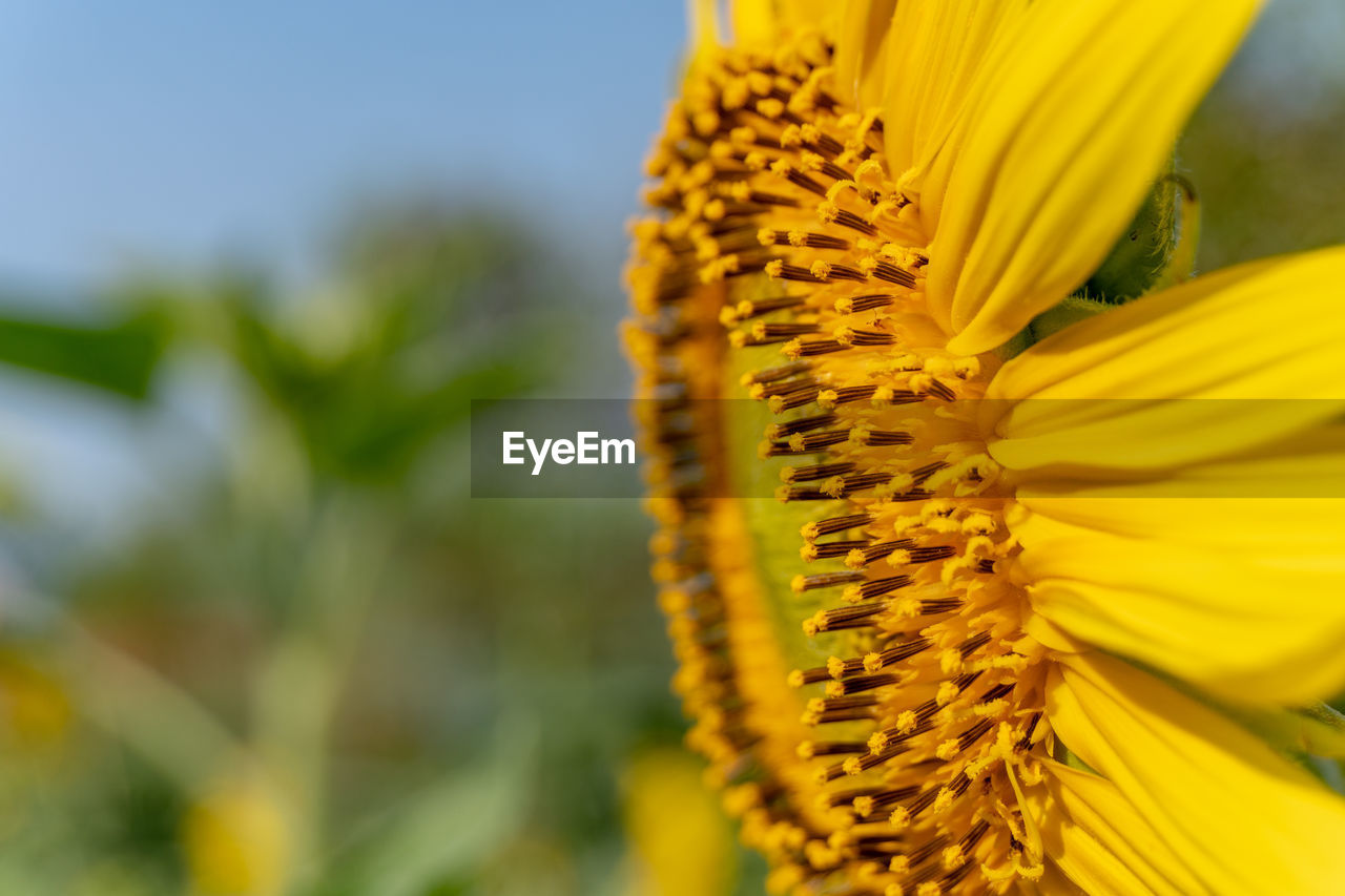 Close-up of yellow flowering plant