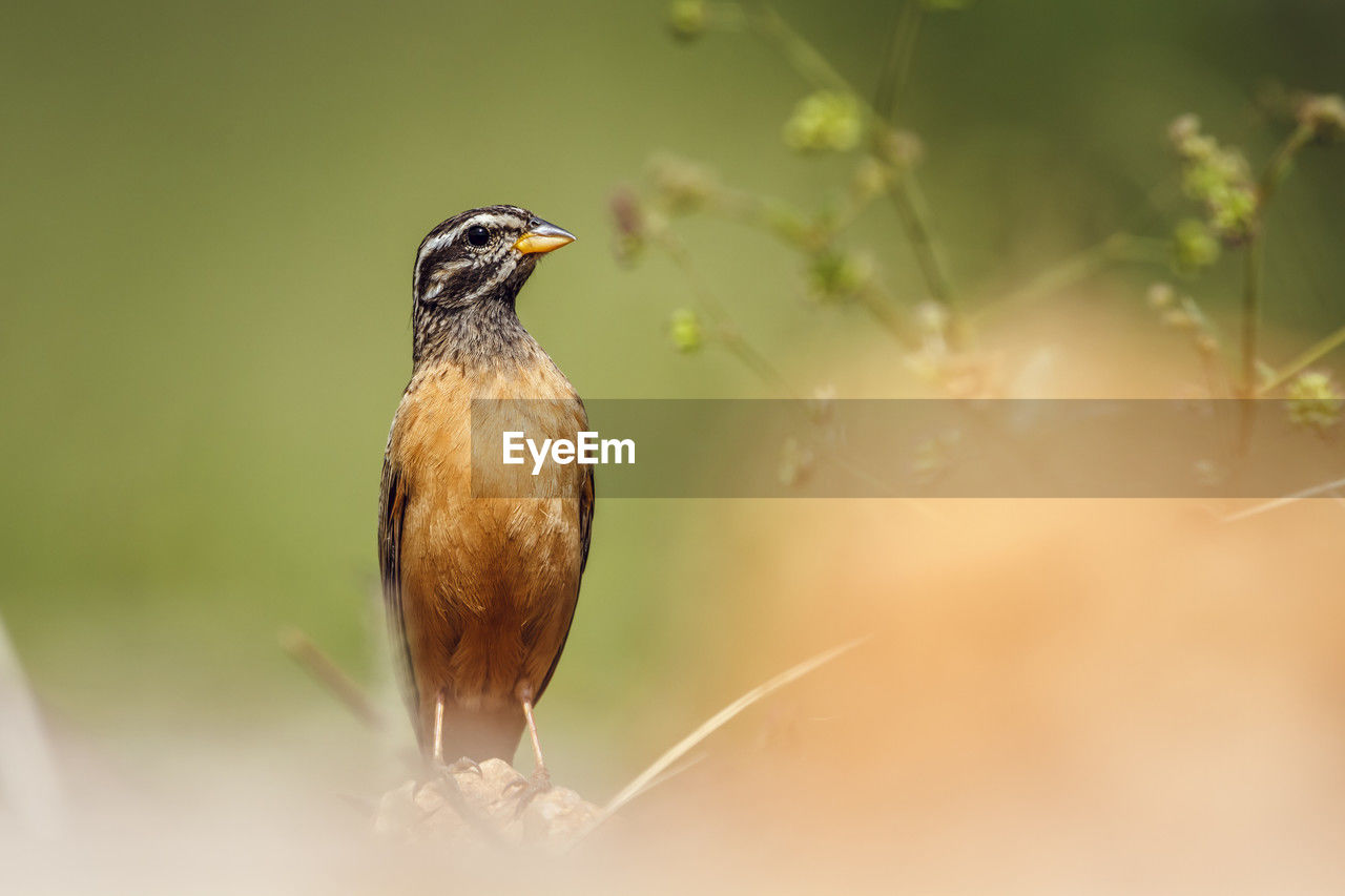 close-up of bird perching on tree