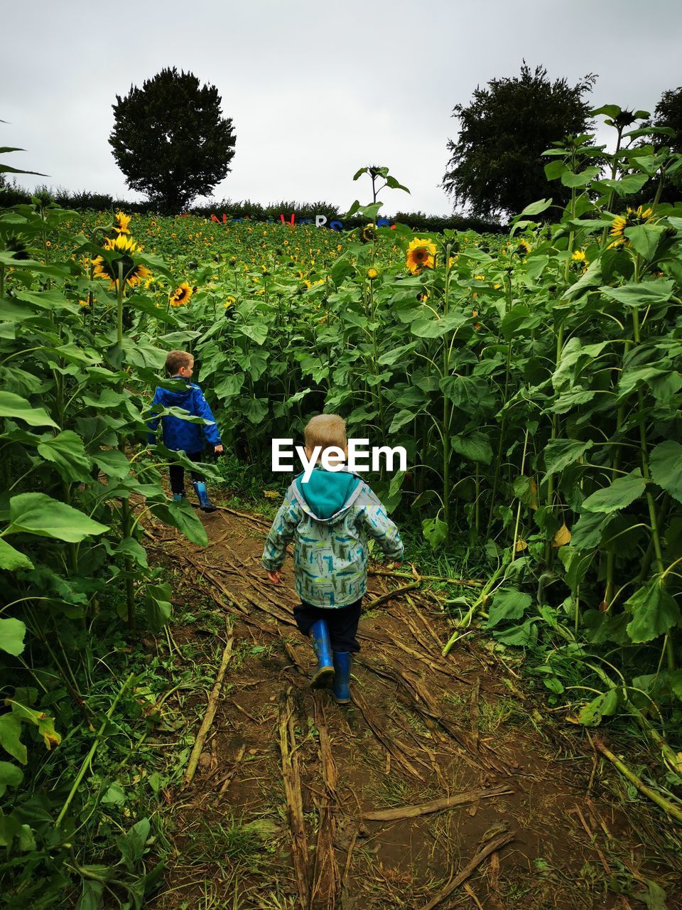 Full length of children running through a sunflower field against sky