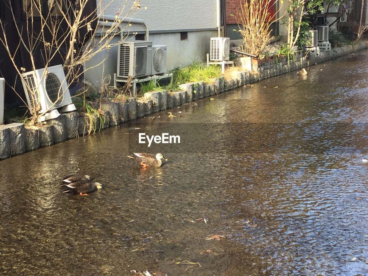 BIRDS ON WATER