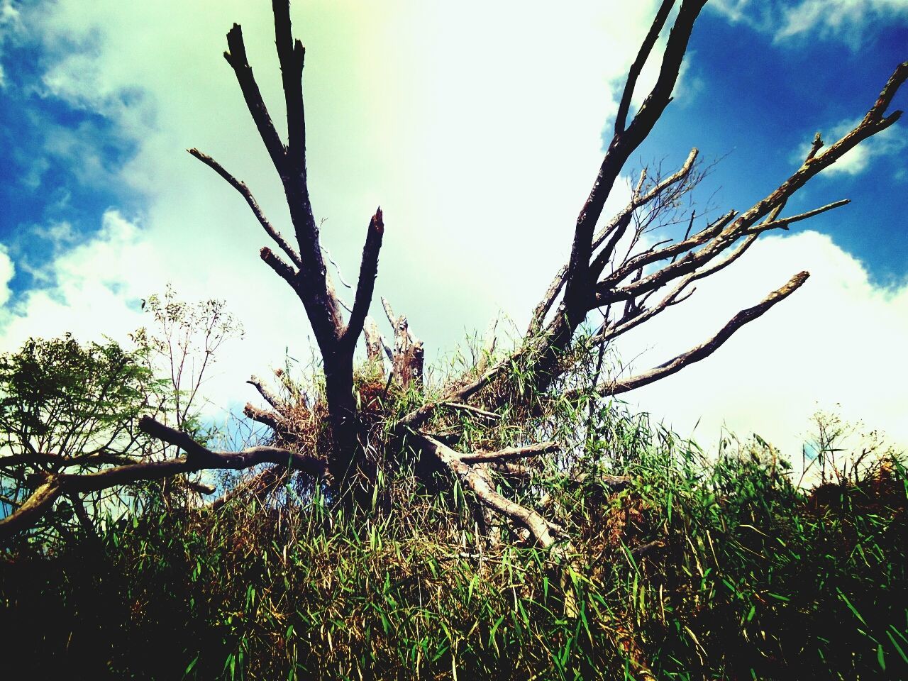 Low angle view of dead tree against cloudy sky