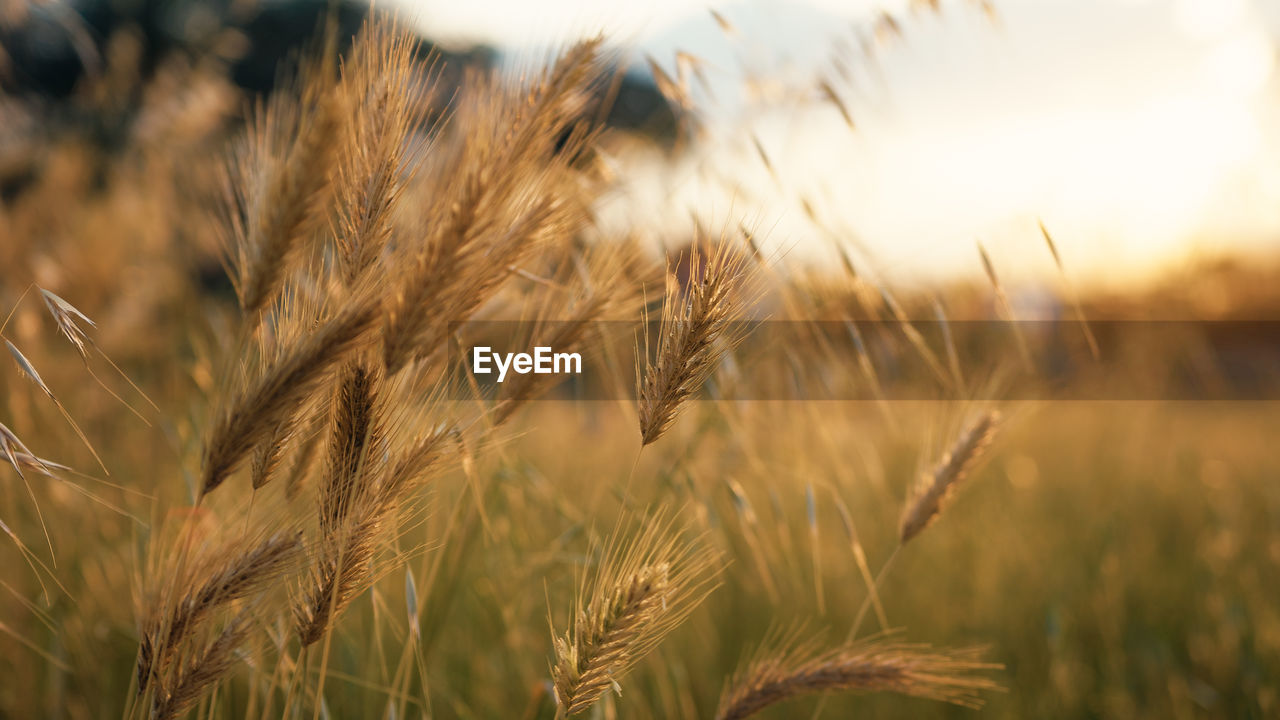 Wheat field in the countryside at yellow sunset summer time