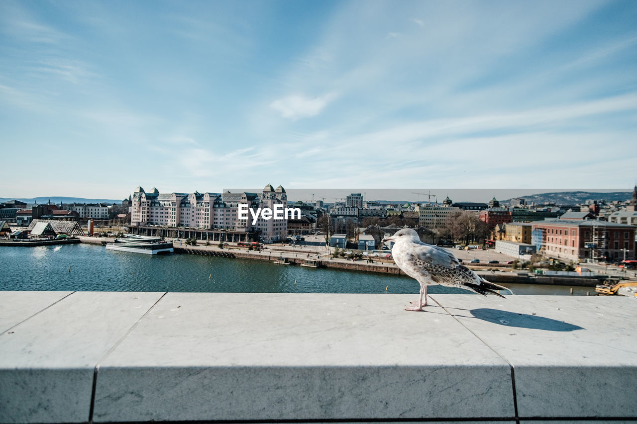 SEAGULL PERCHING ON A CITYSCAPE