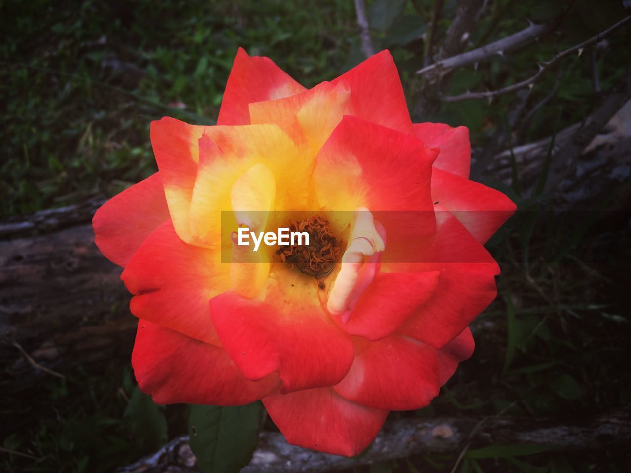CLOSE-UP OF RED FLOWER BLOOMING OUTDOORS