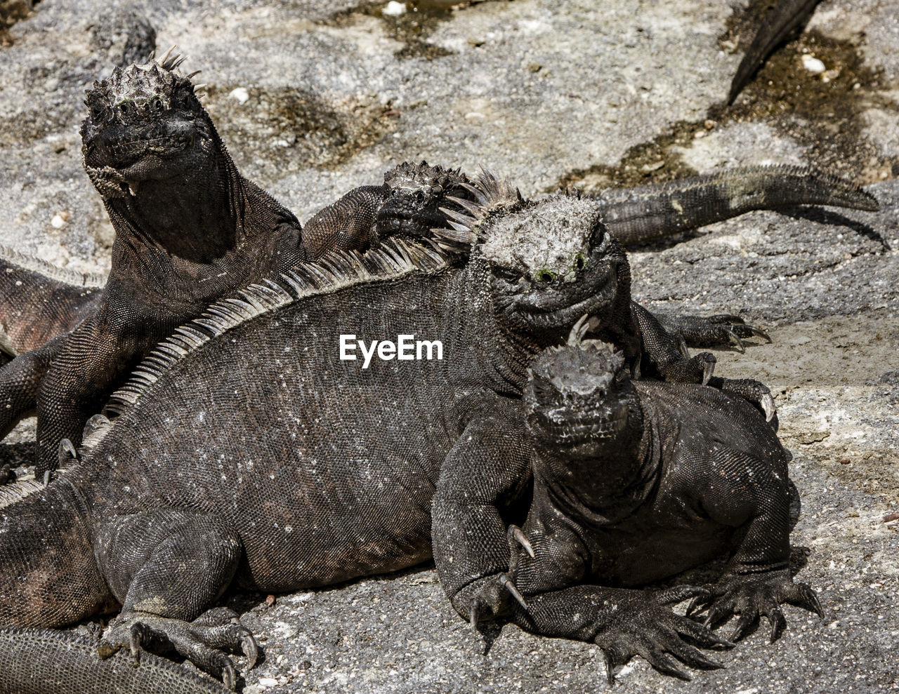 CLOSE-UP OF A REPTILE ON ROCK