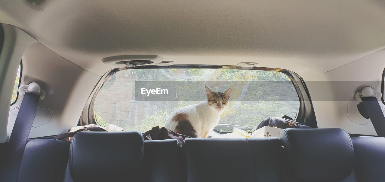 portrait of a cat sitting in car