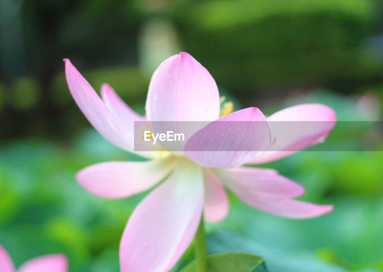 Close-up of pink flower