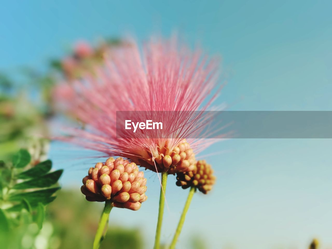 plant, flower, flowering plant, freshness, nature, beauty in nature, close-up, growth, macro photography, sky, fragility, no people, focus on foreground, flower head, food, blossom, pollen, inflorescence, outdoors, prairie, leaf, blue, pink, wildflower, day, food and drink, springtime, grass, sunlight, summer, seed, plant stem, copy space, land, field, selective focus, agriculture, botany
