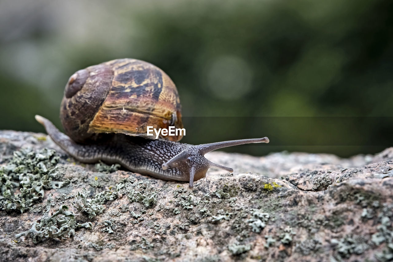 SNAIL ON ROCK