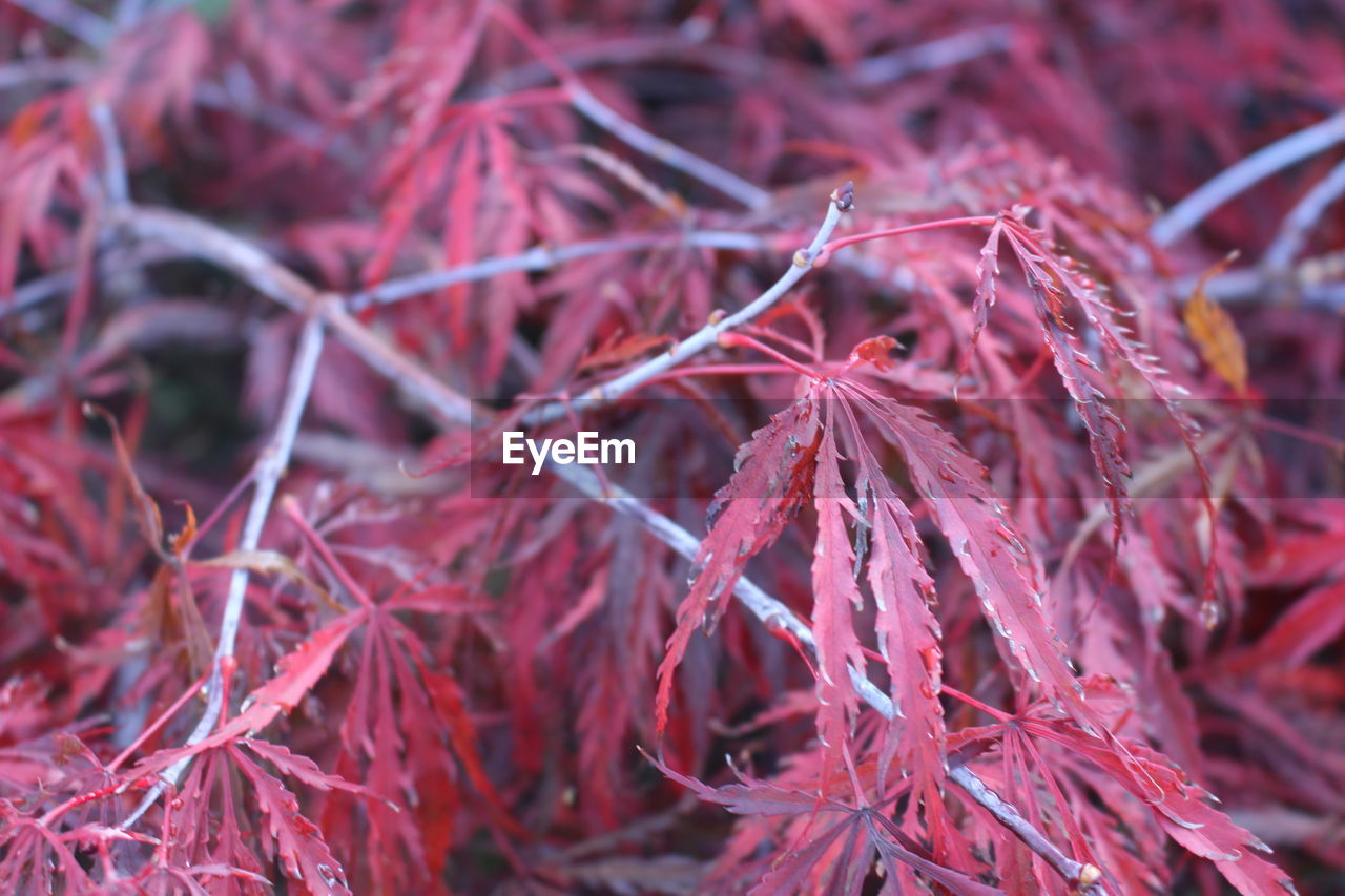 CLOSE-UP OF RED LEAVES ON TREE